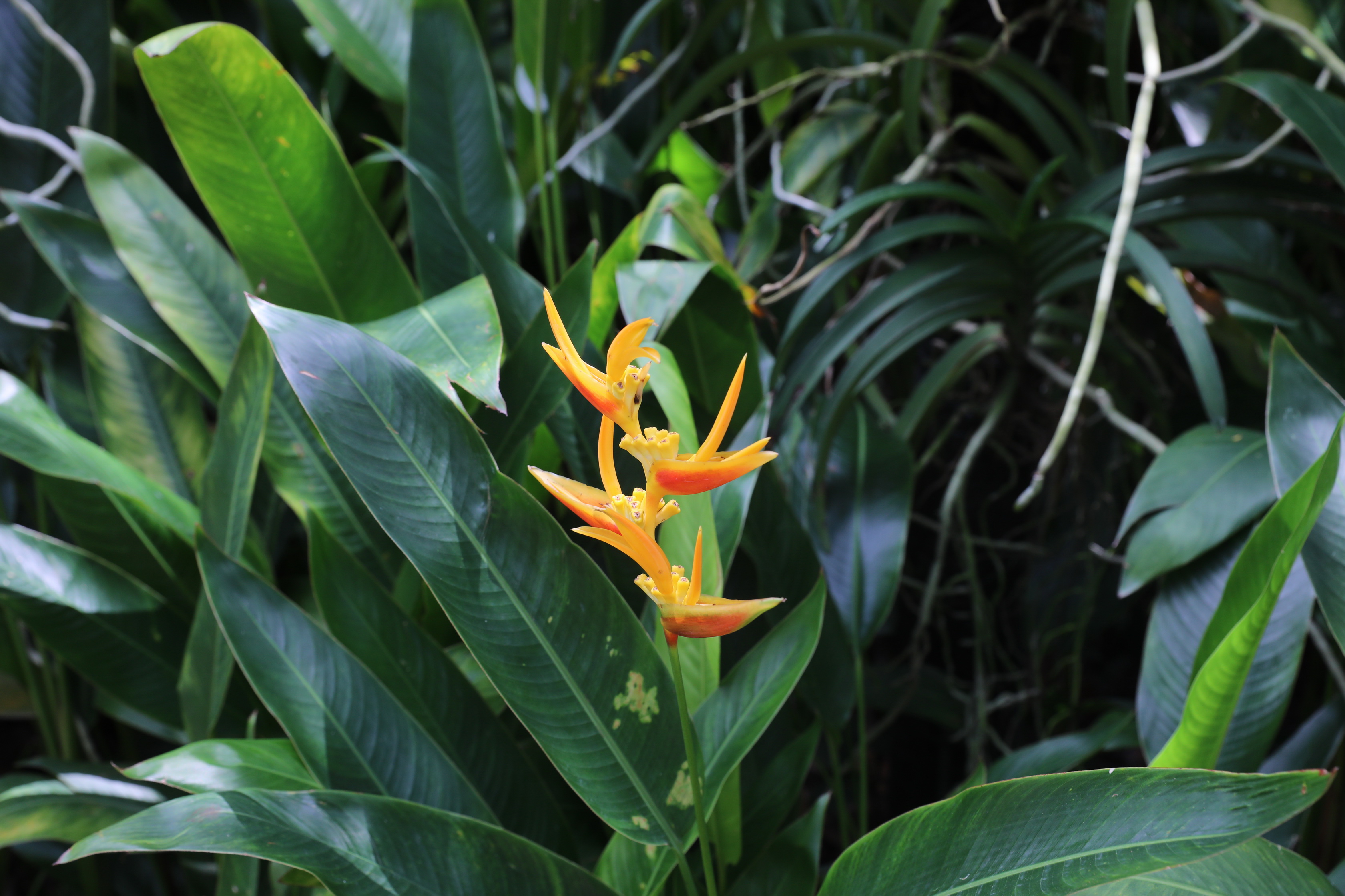 2020 02 03 13 18 11 Canon EOS 5D Mark IV 0007